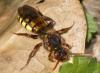 Nomada signata